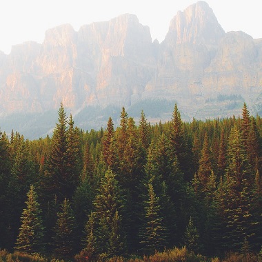 futuro sostenibile foresta