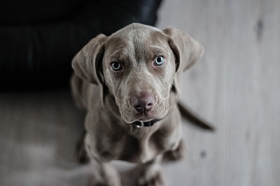 cane weimaraner