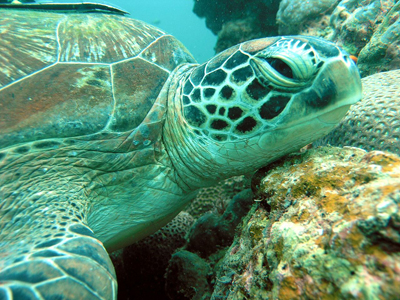 tartaruga Chelonia mydas