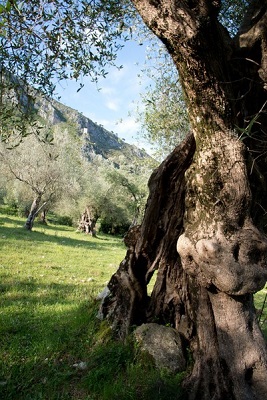 Parco regionale dell'Olivo albero secolare