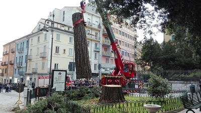 Campobasso, tagliata sequoia malata in piazza Cesare Battisti