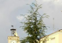 albero-di-natale-a-portocannone