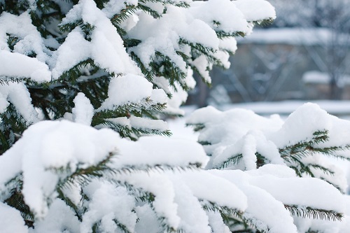 neve alberi