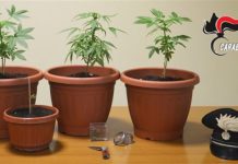 sequestro piante marijuana 20.01.2017