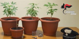 sequestro piante marijuana 20.01.2017