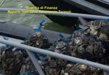 Termoli - maxi sequestro di ostriche - reparto operativo aeronavale Guardia di Finanza