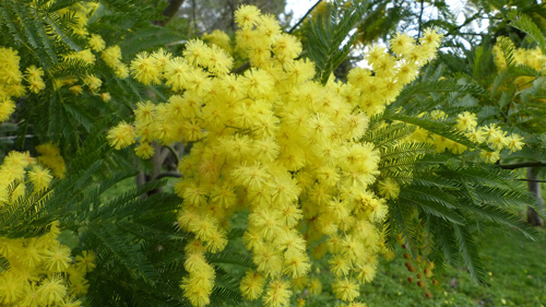 mimosa festa della donna