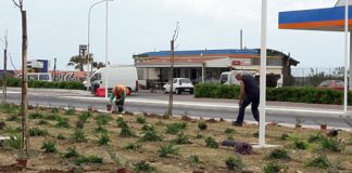 Termoli, piantate 6mila siepi sul lungomare