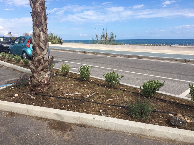 Termoli, furto sul lungomare nord rubate oltre 100 piante