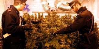 coltivazione marijuana