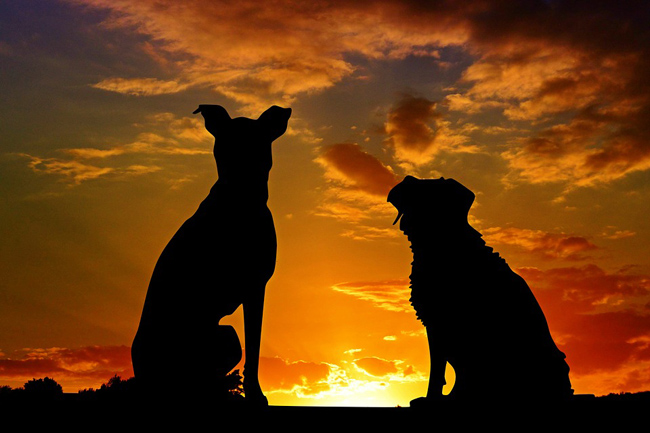 cagnolini