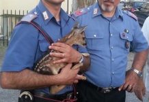 Carabinieri con cerbiatto