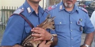 Carabinieri con cerbiatto