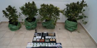 foto piante marijuana
