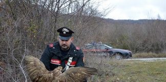 rapace di specie protetta ferito