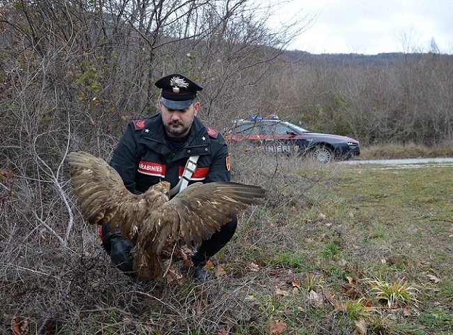 Isernia: salvato dai Carabinieri rapace di specie protetta ferito