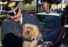 rinvenimento cane abbandonato