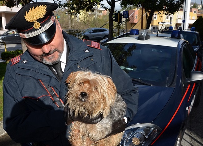 Isernia, salvato cagnolino abbandonato sulla provinciale