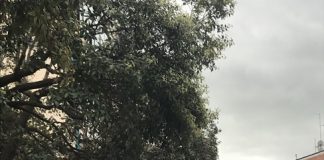 potatura alberi
