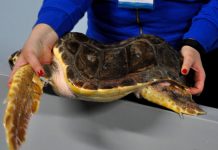 Petacciato, l'Istituto comprensivo adotta una tartaruga