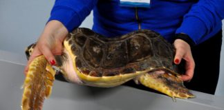 Petacciato, l'Istituto comprensivo adotta una tartaruga