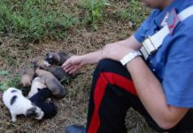 Roccamandolfi trovati salvati alcuni cuccioli cane abbandonati