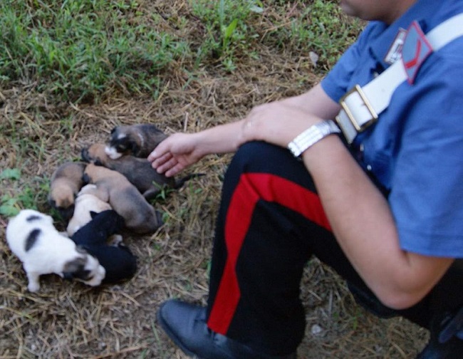 Isernia trovati salvati alcuni cuccioli cane abbandonati