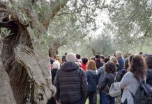 Camminata tra gli olivi Campomarino e Venafro