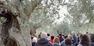 Camminata tra gli olivi Campomarino e Venafro