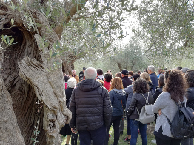 Camminata tra gli olivi Campomarino e Venafro