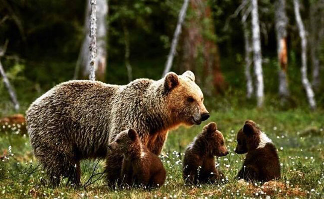 orsa con piccoli