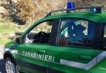 controlli cc forestali