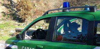 controlli cc forestali