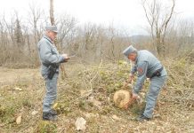 controlli taglio bosco