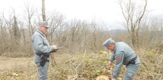 controlli taglio bosco