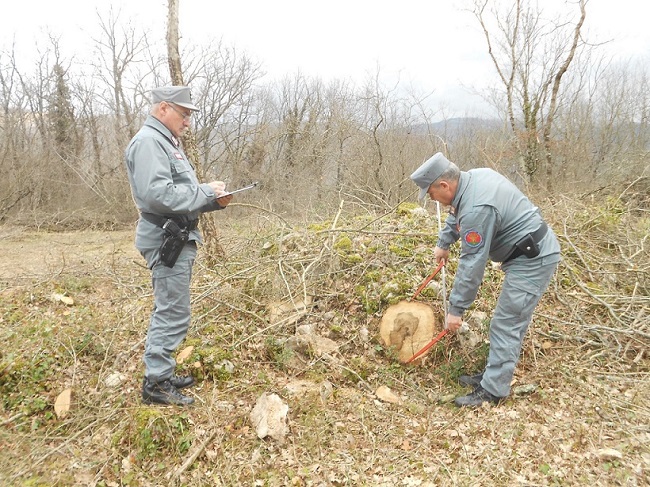 controlli taglio bosco