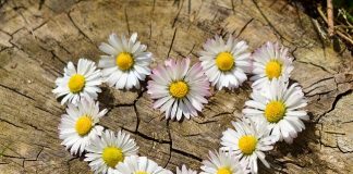 cuore margherite