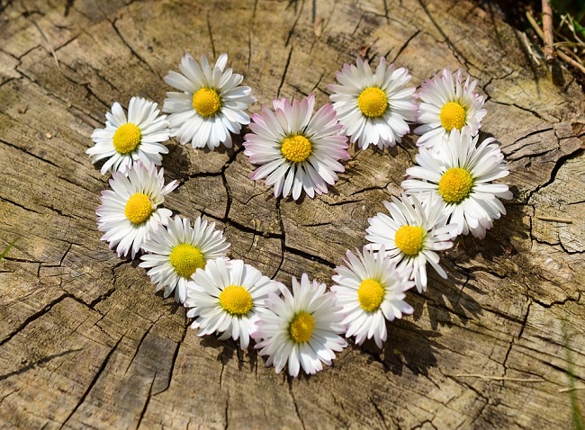 cuore margherite