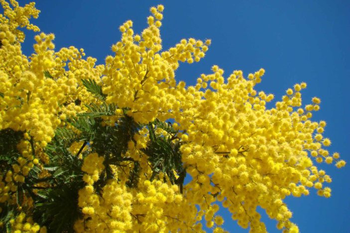 mimosa