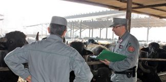 controlli dei Carabinieri Forestali