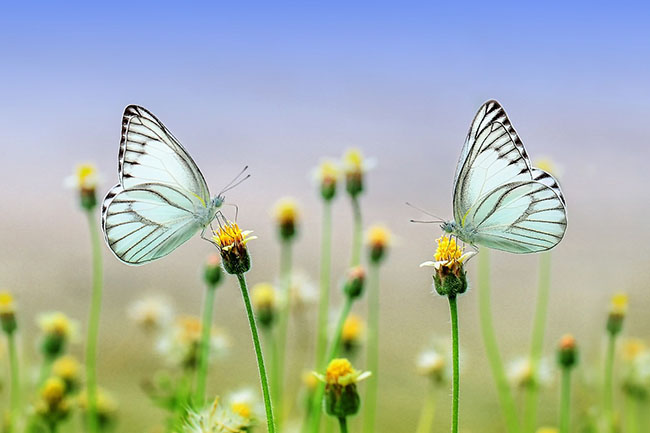 natura farfalle