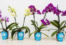 orchidea Unicef
