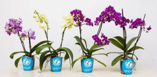 orchidea Unicef