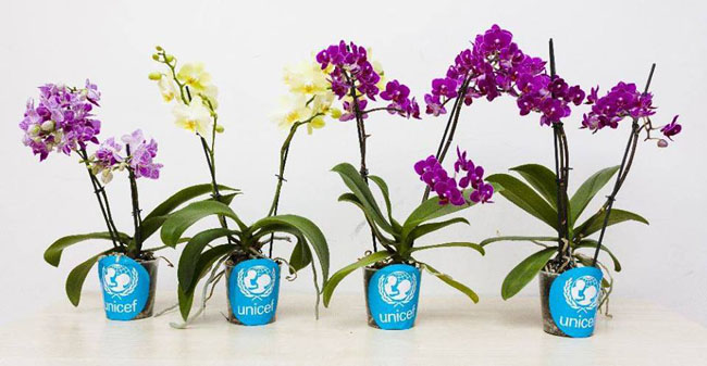 orchidea Unicef