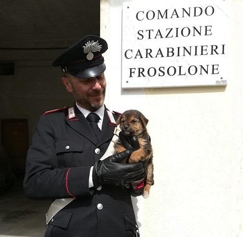 ritrovamento cagnolino Frosolone