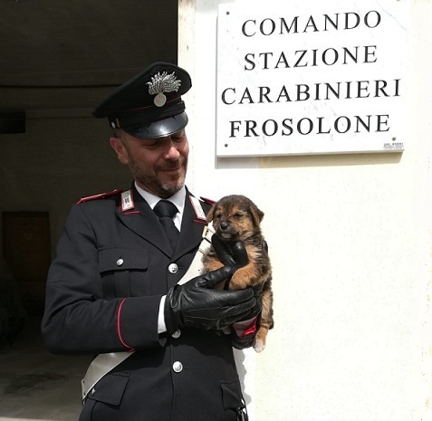 ritrovamento cagnolino Frosolone