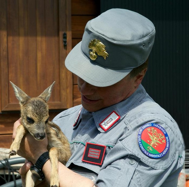 Animali cucciolo di capriolo e carabiniere forestale