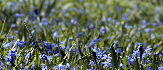 fiori di campo