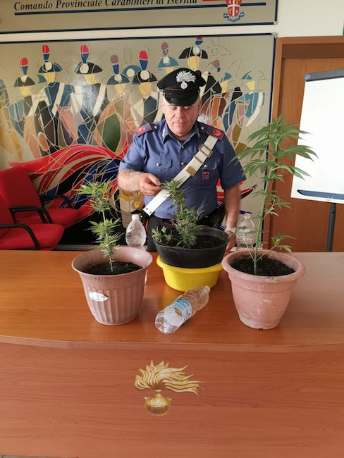 foto piante cannabis sequestrate