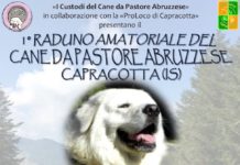 1° Raduno Amatoriale del Cane da Pastore Abruzzese a Capracotta